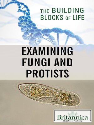 cover image of Examining Fungi and Protists